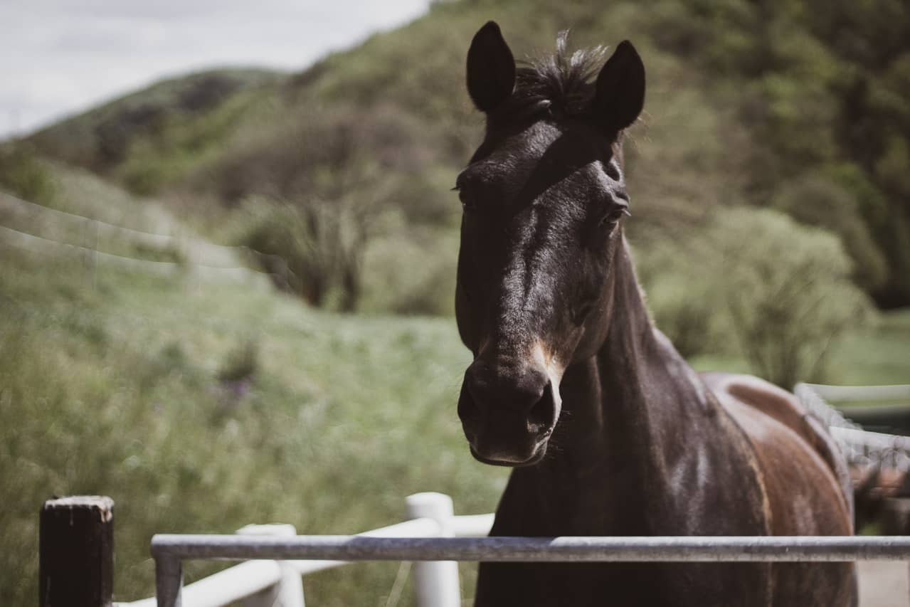 article conseil, abri pour chevaux